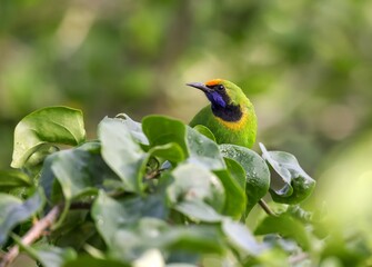 golden fronted leafbird(Chloropsis aurifrons) on leaf.this photo was taken from Chittagong,Bangladesh.