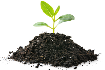 Unic Young Plant In Soil Isolated On White