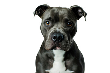 An adorable American Staffordshire terrier, isolated or white background