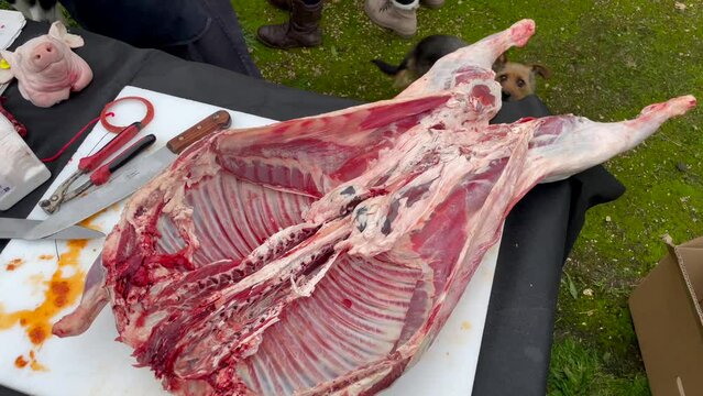 Traditional Argentinian asado, lamb for preparation slow-cooked over a wood fire and brushed with a spicy chimichurri sauce, Patagonia, Argentina, France, High quality FullHD footage