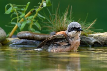 Red-backed shrike (Lanius collurio) bathes in the water of a bird watering hole. Czech Republic.