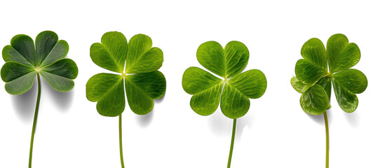 Unic Four-Leaf Clovers on White