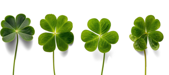 Unic Four-Leaf Clovers on White
