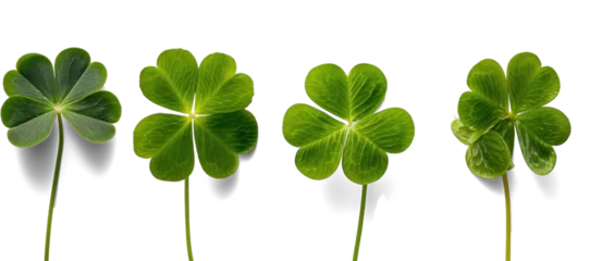 Foto op Canvas Unic Four-Leaf Clovers on White © Mohamed