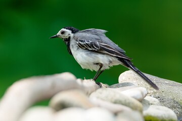 Obraz premium White wagtail on a stick near the stones shakes water from its feathers. Czech Republic.