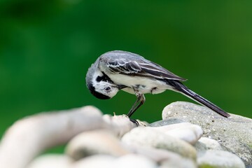 White wagtail, Motacilla alba on a stick near the stones is cleaning its feathers. Czech Republic. 