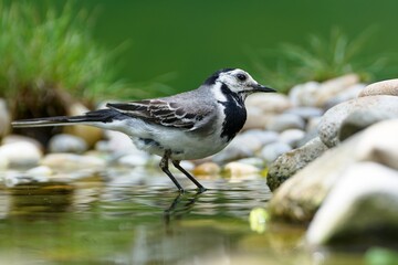 White wagtail, Motacilla alba stands in the water of a bird watering hole. Czech Republic