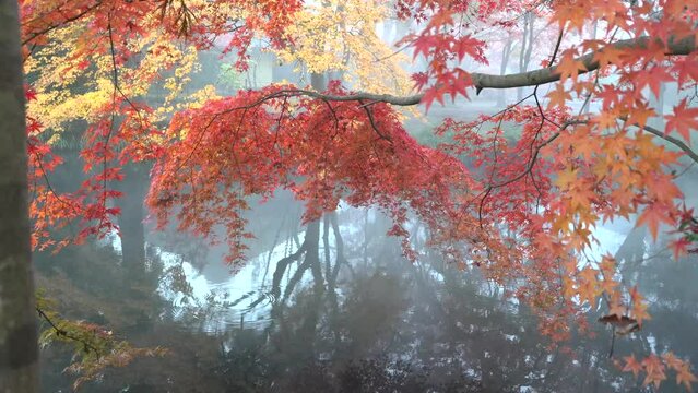 【湯布院】朝霧にけむる金鱗湖と紅葉の風景