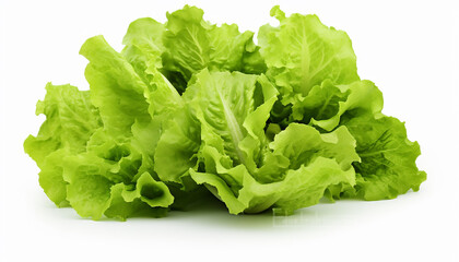 Lettuces Isolated on White Background"