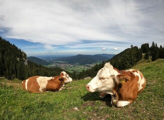Fototapeta na wymiar bavaria cows relaxing mountains hiking