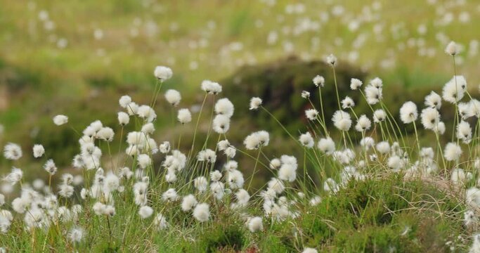 Beautiful white seed heads of hare's-tail cotton grass (Eriophorum vaginatum) during summery day of Norwegian nature.
