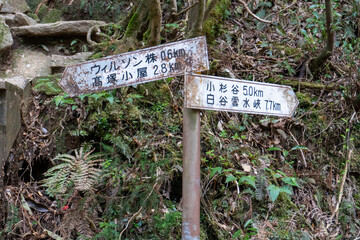 Trail in Shiratani Unsuikyo Ravine on Yakushima Island