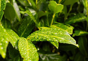 Close up photograph of a set of green leaves in spring with fresh drops of water on them.