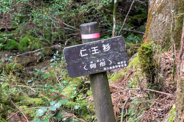 Trail in Shiratani Unsuikyo Ravine on Yakushima Island