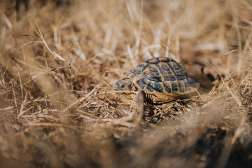 Turtle on his way to the sea in dry grass
