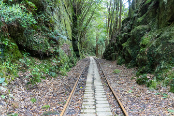 Trail in Shiratani Unsuikyo Ravine on Yakushima Island