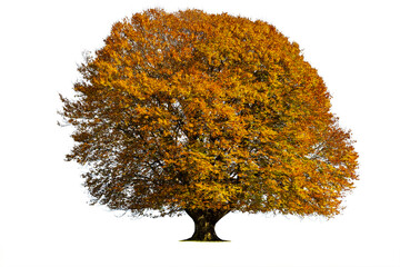 single old beech tree with huge treetop at autumn, isolated over transparent background png