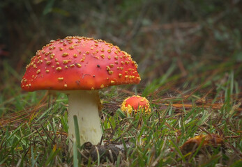 Orange Mushrooms in the Forest