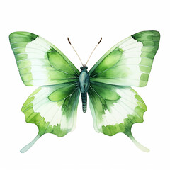Watercolor Butterfly in Shades of Green"