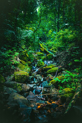 Water stream flowing in the tropical rainforest, long exposure shot.