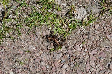 Closeup of ants eating butterfly catterpillar in spring.