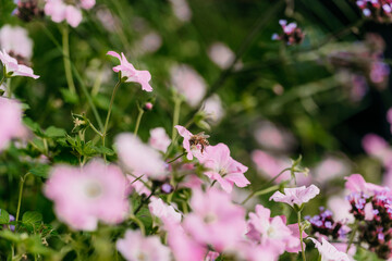 A bee landing in vibrant pink flowers in a garden