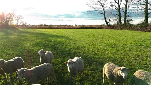 Flock of sheep on green pasture at golden hour