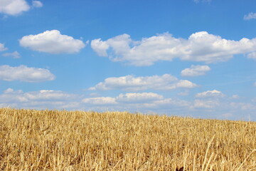 Kornfeld, Ähren, blauer Himmel mit Wolken