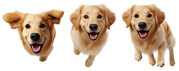 Set of golden retriever dog jumping, isolated on transparent or white background