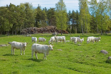 A herd of white cows grazing in a field in sunny spring weather.