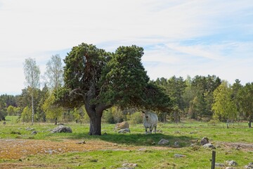 Cow standing under a tree in shade in a field in sunny spring weather.