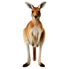 Portrait of kangaroo animal, isolated on transparent or white background