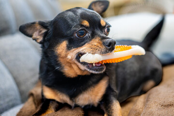 おもちゃを齧る犬
