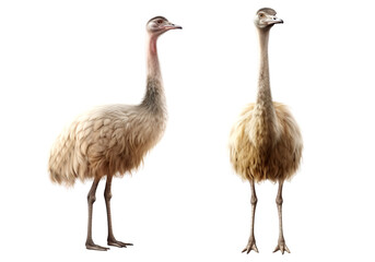 Set of ostrich animal multi pose, isolated on transparent or white background - obrazy, fototapety, plakaty