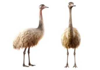 Foto op Canvas Set of ostrich animal multi pose, isolated on transparent or white background © NightTampa