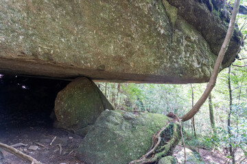 Trail in Shiratani Unsuikyo Ravine on Yakushima Island