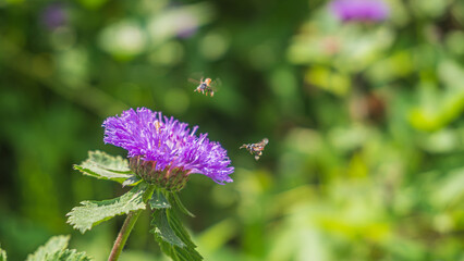 Close up of a bees flying to blooming Brazil button flower or Larkdaisy on blurred natural green background with copy space.