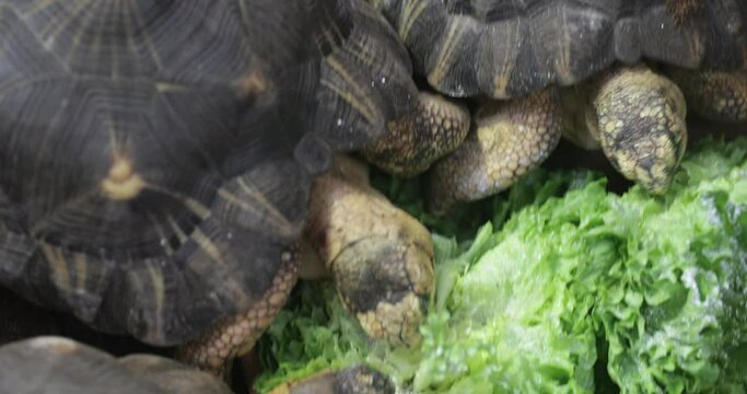 Greens Galore: The Radiated Tortoise (Astrochelys radiata) finds delight in a herbivorous delight, peacefully munching on a bounty of fresh, green foliage.