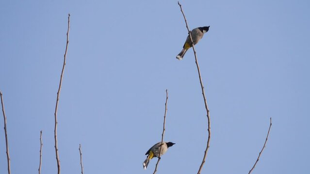 Wintering White-cheeked bulbul (Pycnonotus leucotis mesopotamia) in Iran