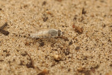 Closeup on a white haired Therevidae stilleto fly, Acrosathe annulata, living in the European dunes