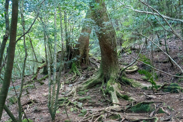 Trail in Shiratani Unsuikyo Ravine on Yakushima Island