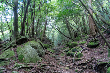 Fototapeta premium Trail in Shiratani Unsuikyo Ravine on Yakushima Island