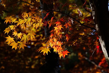 紅葉