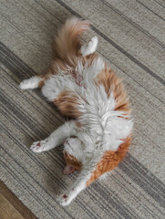 A cheerful red-haired cat sleeps in a funny pose on the carpet