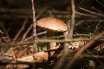 Edible mushroom brown cap boletus (Leccinum scabrum) in the forest. Small depth of field