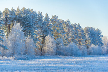 Be immersed in the beauty of a snow-covered field under a clear blue sky. Experience the pure joy of the crunch of fresh, untouched snow. Breathe in the refreshing coolness of winter air.