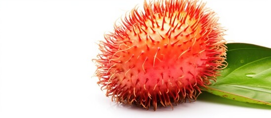 Close up fresh rambutan fruit isolated white background copy space