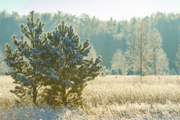 Feel the magical beauty of the snow-covered field. Let the bright blue sky lead you to...