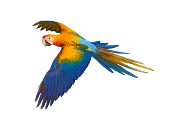 Colorful flying Camelot Macaw  parrot isolated on transparent background png file