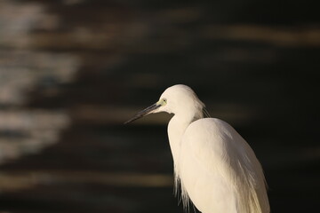 close up White Heron with sea water nature Hong Kong birds